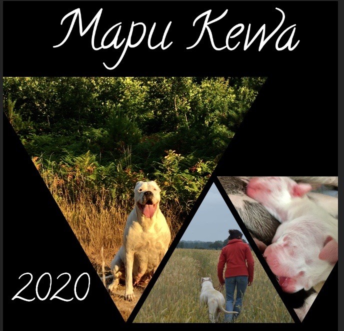 Mapu Kewa - CHIOTS EDITION 2020