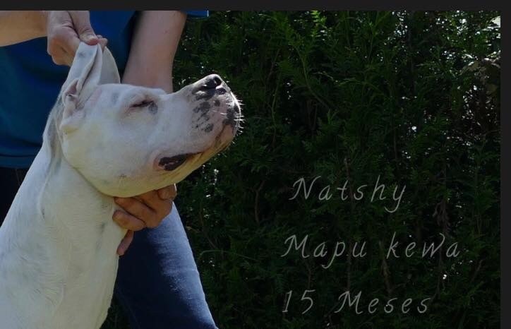 Natshy Mapu Kewa